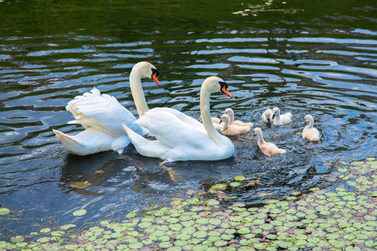 Swan family together.
