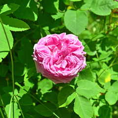 Beautiful single pink rose on the branch of tree