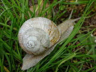 Weinbergschnecke unterwegs