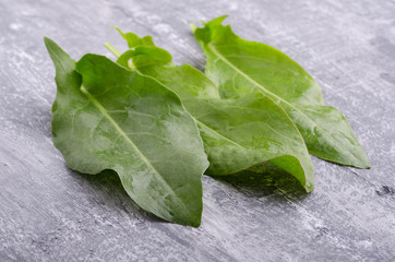 Spring greens for health.  Fresh sorrel on grey wooden table.