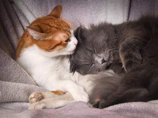 The tenderness, the love of two different cats