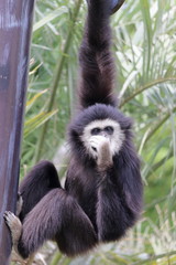 テナガザルの子ども