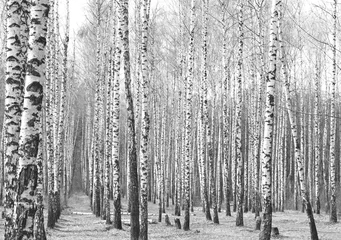 Foto op Plexiglas Black and white photo of birch grove in autumn as beautiful black-and-white wallpaper © yarbeer