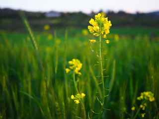 Yellow flowers in a wheet field