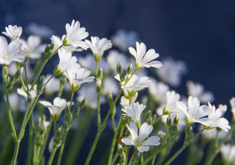 A bush of white flowers. Cerastium tomentosum.
