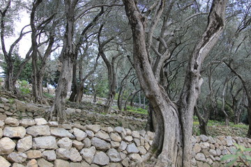 old olive trees in the Park