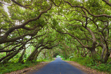 Beautiful road