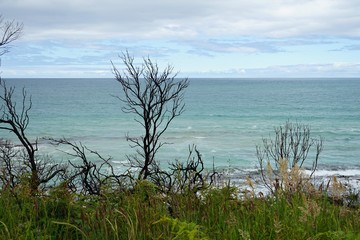Burn forest and charred trees on the Great Ocean Road in Australia
