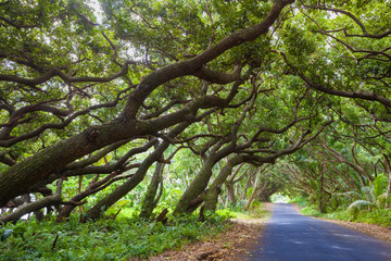 Beautiful road
