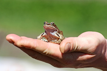 Frog on hand.
