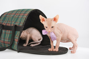 Funny hairless sphynx kitten on white background