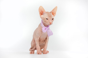 Funny hairless sphynx kitten on white background