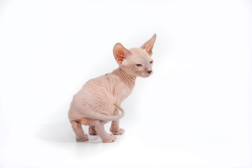Funny hairless sphynx kitten on white background