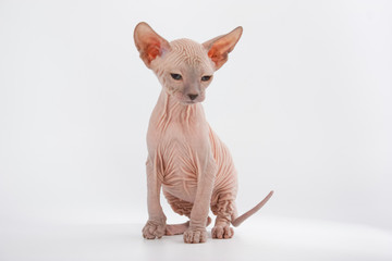 Funny hairless sphynx kitten on white background