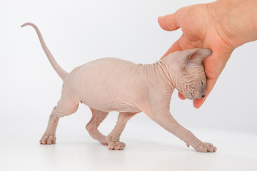Funny hairless sphynx kitten on white background