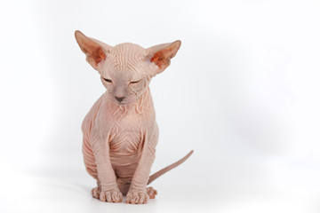 Funny hairless sphynx kitten on white background