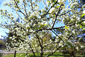 blossom, flower, spring, nature, cherry, garden