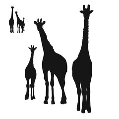 Three Giraffes Silhouettes