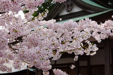 桜花