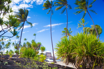 Fototapeta na wymiar Palms and ancient Hawaiian dwellings