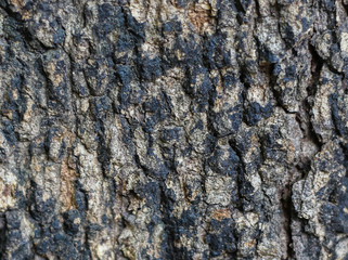 wood texture