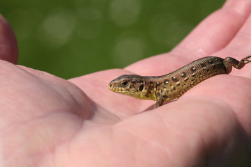 lizard