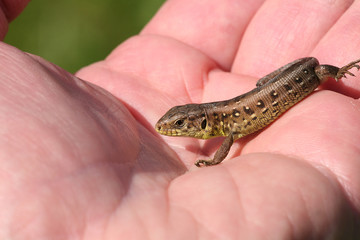 lizard