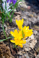 Beautiful crocuses in garden. Shallow depth of field.