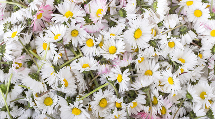 daisies / Freshly picked daisies  © Cora Müller