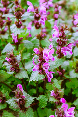 photo of a plenty violet mystic meadow flowers. Mountain nature, pink and purple flowers on a field, summertime. Close up, blurred background.