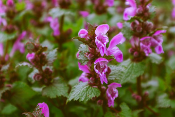 photo of a plenty violet mystic meadow flowers. Mountain nature, pink and purple flowers on a field, summertime. Close up, blurred background.