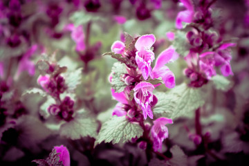 photo of a plenty violet mystic meadow flowers. Mountain nature, pink and purple flowers on a field, summertime. Close up, blurred background.