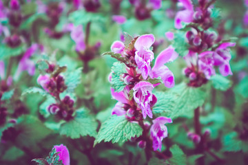 photo of a plenty violet mystic meadow flowers. Mountain nature, pink and purple flowers on a field, summertime. Close up, blurred background.