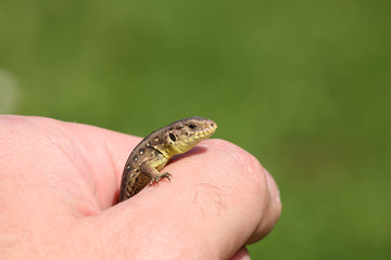 lizard