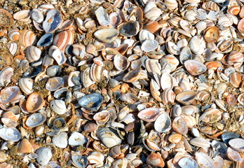 Muscheln am Strand