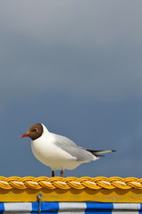Möwe