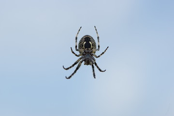 Kreuzspinne mit Spinndrüsen von unten