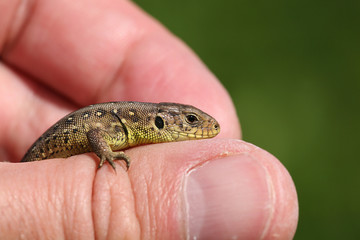 lizard