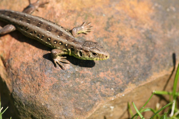 lizard