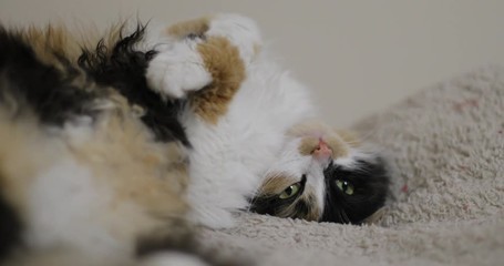 Tricolor cat lying back paws stiffened portrait mammal kitten , funny eyes open lazy sleeppy domestic silly stupid bed furry sad serious mused moony taking photo picture 4k