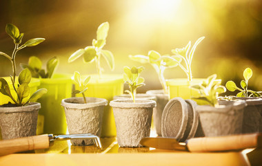 Young plants in sunlight