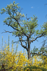 Beautiful old pear tree in rustic courtyard on blue sky background