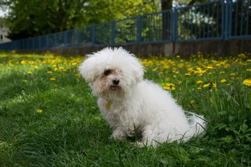 Cute small white bichon dog playing in the park. Slovakia
