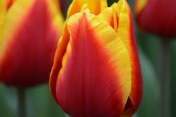 Fringed, spring tulips