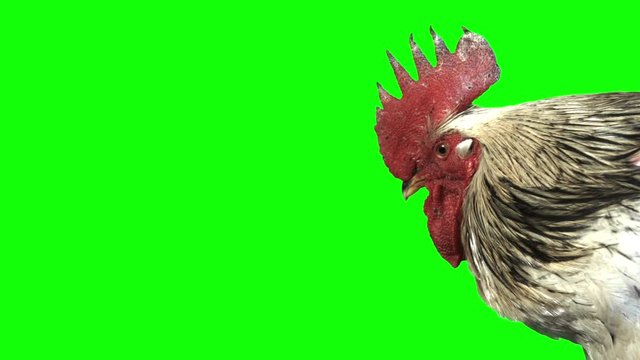 Portrait of a rooster in profile on a green screen