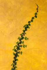 yellow background ,yellow wallpaper