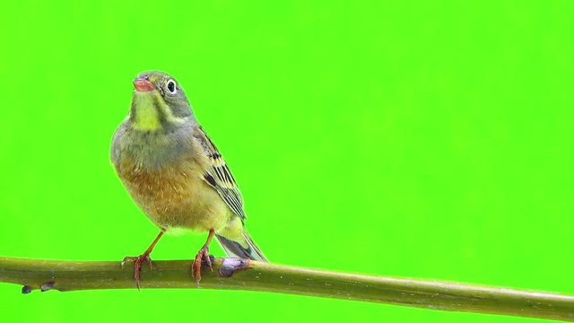 ortolan (Emberiza hortulana) isolated on a green background in studio shot