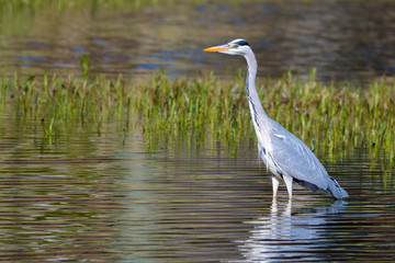 Graureiher (Ardea cinerea) steht in einem Teich und wartet auf Fisch