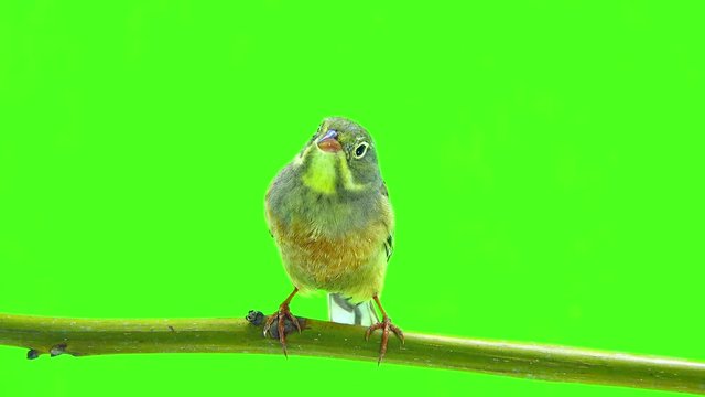 ortolan (Emberiza hortulana) isolated on a green background in studio shot