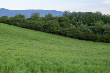 Deers on a green meadow. Slovakia